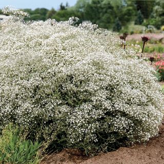 Babys Breath Thumbnail